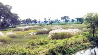 ಪಾಳು ಬಿದ್ದಿರುವ ಜಲವಿದ್ಯುತ್ ಘಟಕ ಸ್ಥಾಪನೆಗೆ ಖರೀದಿಸಿದ್ದ ಜಮೀನು