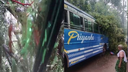 ഓടുന്ന ബസിന് മുകളിലേക്ക് കൂറ്റന്‍ മരം പതിച്ചു!, നിലവിളിച്ച് യാത്രക്കാര്‍, അത്ഭുതകരം ഈ രക്ഷപ്പെടല്‍-വീഡിയോ