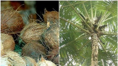 തെങ്ങ് ചതിക്കില്ല, പക്ഷേ കേരാ ഫെഡ്! ഒന്നും രണ്ട് കോടിയല്ല, 18 കോടിയാണ് കര്‍ഷകർക്ക് കൊടുക്കാനുള്ളത്, ദുരിതം