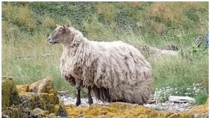 ഏകാന്തത അവസാനിപ്പിക്കണം; ബ്രിട്ടനില്‍ വിചിത്ര ആവശ്യവുമായി മൃഗസ്നേഹികള്‍ രംഗത്ത് !