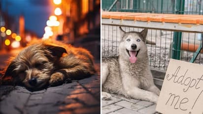 Are you planning to get a dog? Here are 7 reasons to adopt a stray dog 