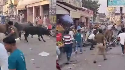 നടുറോഡില്‍ കാളകളുടെ ഏറ്റുമുട്ടല്‍, ഇടയില്‍ പശുക്കിടാവും; ലാത്തിയെടുത്ത് പൊലീസ്, വീഡിയോ