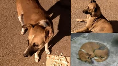 ಬೆಂಗಳೂರಿನಲ್ಲಿ ಮೂರು ಬೀದಿ ನಾಯಿಗಳು ನಾಪತ್ತೆ: ಹುಡುಕಿ ಕೊಟ್ಟರೆ ₹35 ಸಾವಿರ ಬಹುಮಾನ!