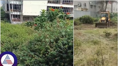 Bengaluru's empty site owners to face fines over bush growth, BBMP issues warning