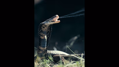 பாம்பு கடித்தால்  உயிருக்கேஆபத்து.. ஆனால் பாம்பு விஷத்தை குடித்தால் என்ன ஆகும் தெரியுமா?