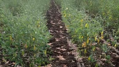 ಕಲಬುರಗಿ: ಮಳೆ ನಿರೀಕ್ಷೆಯಲ್ಲಿದ್ದ ರೈತರ ಲೆಕ್ಕಾಚಾರ ಬುಡಮೇಲು