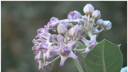 എരിക്ക് പൂവിന്റെ ഐതിഹ്യവും ഔഷധഗുണവും