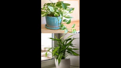 ఈ మొక్కలుంటే మీ ఇల్లు అందంగా ఉంటుంది. నెగిటివిటీ కూడా తొలగిపోతుంది