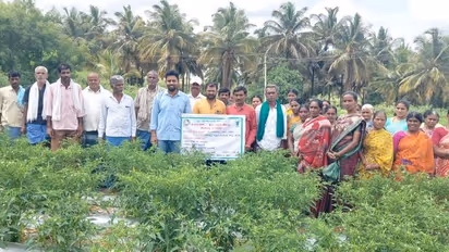 ಮೆಣಸಿನಕಾಯಿ ಬೆಳೆಯುವ ರೈತರಿಗೆ ಇದೇ ವರದಾನ