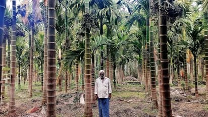 'ಅಡಿಕೆ ಬೆಳೆಯಿಂದ ರೈತರಿಗೆ ಉತ್ತಮ ಆದಾಯ '