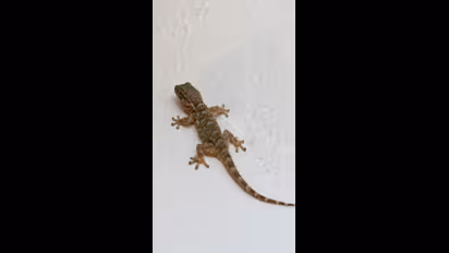 ಹಲ್ಲಿ ಕಾಟ ಸಾಕಾಗಿ ಹೋಗಿದ್ಯಾ? ಹಾಗಿದ್ರೆ ಈ ಗಿಡ ಬೆಳೆಸಿ ಸಾಕು ದೂರ ಓಡುತ್ತೆ