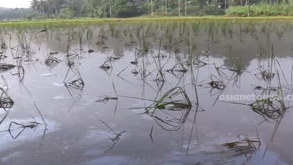 തരിശുപാടം ഉഴുത് കൃഷിയിറക്കി, ഒറ്റ മഴയിൽ 25 ഏക്കർ വെള്ളത്തിൽ, കണ്ണീർപ്പാടത്ത് എന്തുചെയ്യുമെന്നറിയാതെ 10 പേർ