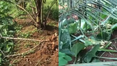 'വാഴ, ചേമ്പ്, കാച്ചിൽ, കപ്പ എല്ലാം നശിപ്പിച്ചു, കൃഷി തന്നെ നിർത്തേണ്ടിവരും': പന്നി ശല്യത്തിൽ വലഞ്ഞ് കർഷകർ