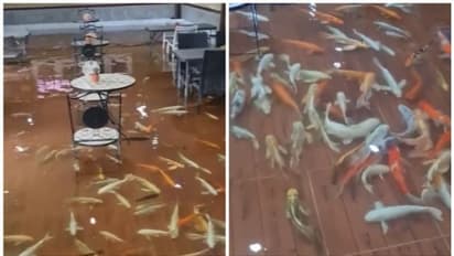 കഫേയിലെ തറയില്‍ കണങ്കാലോളം വെള്ളം, വെള്ളത്തില്‍ നിറയെ മീനുകള്‍; വൈറലായ ദൃശ്യങ്ങള്‍ കാണാം !