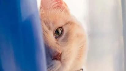 നോക്കാനേൽപ്പിച്ച പൂച്ചയോട് കൊടുംക്രൂരത, ബലാത്സംഗം ചെയ്ത് അബോധാവസ്ഥയിലാക്കി, വാടകക്കാരനെ കയ്യോടെ പിടികൂടി യുവതി