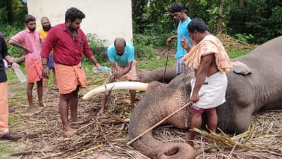 ഇത് ആറാം തവണ! ഗജവീരൻ സ്കന്ദന്റെ കൊമ്പുകൾ മുറിച്ചുമാറ്റി