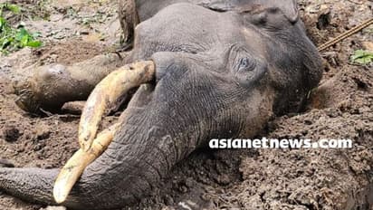 വയനാട് വന്യജീവി സങ്കേതത്തിൽ 20 വയസുള്ള കാട്ടുകൊമ്പൻ ചരിഞ്ഞ നിലയിൽ; ജഡം സംസ്കരിച്ചു