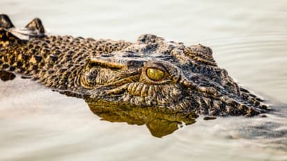 വേലി പരിശോധിക്കുന്നതിനിടെ കാലിൽ കടിച്ച് മുതല, തിരിച്ച് കൺപോളയിൽ കടിച്ച് കർഷകൻ, ഒടുവിൽ ! 
