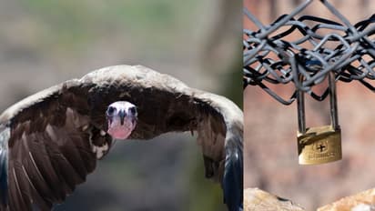 കഴുകന്മാരുടെ ജീവനെടുക്കുന്ന 'ലവ് ലോക്കുകൾ', വിനോദ സഞ്ചാരികൾക്കെതിരെ രൂക്ഷവിമർശനവുമായി ദേശീയോദ്യാനപാലകർ
