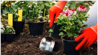 ఇంటి దగ్గర ఈ మొక్కలు నాటితే మీ ఇంట్లోకి ఒక్క దోమ కూడా రాదు.. 