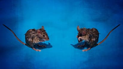 '60 കുപ്പി മദ്യമെവിടേ'യെന്ന് കോടതി; 'അത് രണ്ട് എലികള് കുടിച്ച് തീര്ത്തെ'ന്ന് പോലീസ് !