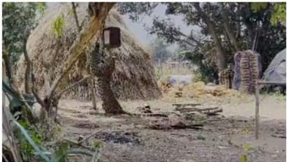 കോഴിയെ പിടിക്കാന് കയറി, പക്ഷേ, കുരുക്കില് തൂങ്ങിക്കിടന്ന് പുള്ളിപ്പുലി; രക്ഷാ പ്രവര്ത്തന വീഡിയോ വൈറല് !