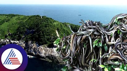 ಎಲ್ಲಿ ನೋಡಿದ್ರೂ ಬುಸ್ ಬುಸ್ ಅನ್ನುತ್ತೆ ನಾಗ, ಹೋದವರಿಗೆ ಜೀವ ಉಳಿಯುತ್ತೋ ಇಲ್ವೋ ಗೊತ್ತಾಗೋಲ್ಲ!