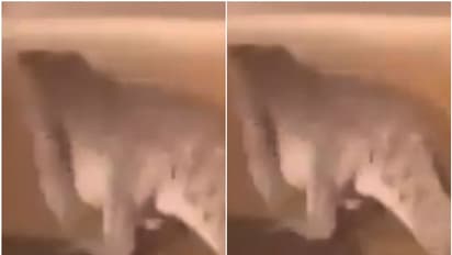 സൈഡ് പ്ലീസ്! ചീറിപ്പായുന്ന കാറുകള്ക്കിടയില് റോഡിലിറങ്ങി 'ഭീകരന്'; അമ്പരന്ന് യാത്രക്കാര്, സംഭവിച്ചത്...