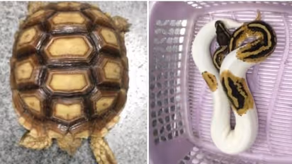 விமான நிலையத்தில் கிடந்த மர்ம பெட்டி.. திறந்து பார்த்த சுங்க அதிகாரிகள் அதிர்ச்சி- நெளிந்து ஓடிய பாம்பு, ஓணான்