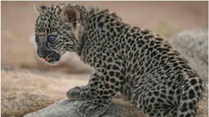 വംശനാശ ഭീഷണിക്കിടെ ആശ്വാസം; ഏഴ് അറേബ്യൻ പുള്ളിപ്പുലി കുഞ്ഞുങ്ങൾ കൂടി പിറന്നു