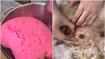 'അയ്യേ ച്യൂയിങ് ഗം ഉണ്ടാക്കുന്നത് ഇങ്ങനെയാണോ?'; വീഡിയോ കണ്ട് അമ്പരന്ന് ആളുകള്...