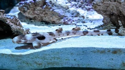 Virgin Brth: ಗಂಡು ಜಾತಿಯ ವೀರ್ಯವಿಲ್ಲದೆ ಮರಿಗೆ ಜನ್ಮ ನೀಡಿದ ಶಾರ್ಕ್‌!