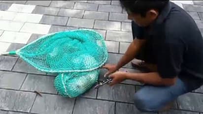 ഒരു നായയുടെ ദുരവസ്ഥ! തലയിൽ കുടുങ്ങിയ പ്ലാസ്റ്റിക് കുപ്പിമായി നടക്കേണ്ടിവന്നത് ദിവസങ്ങളോളം, ഒടുവിൽ രക്ഷ