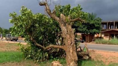 300 വർഷം പഴക്കമുള്ള, രോഗശാന്തി നൽകുമെന്ന് വിശ്വസിക്കുന്ന മരം ആരോ വെട്ടി, വൻ പ്രതിഷേധവുമായി ജനങ്ങൾ