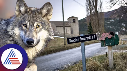 Chernobyl's Wolves develop unique cancer-fighting traits, Paving the way for scientific breakthroughs