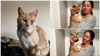 'പൂച്ച കയറി, പുലി വാല് പിടിച്ചു'; നിത്യസന്ദര്ശകനായ പൂച്ചയ്ക്ക് നിരോധനം ഏര്പ്പെടുത്തി, പിന്നാലെ ട്വിസ്റ്റ് !