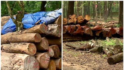 തേക്ക് പ്ലാന്റേഷനിലെ അടക്കിമുറിയിൽ ക്രമക്കേടെന്ന് ആരോപണം; വിജിലൻസ് അന്വേഷണം തുടങ്ങി