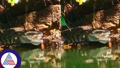 ಕಾಸರಗೋಡಿನ ಅನಂತಪುರ ಸರೋವರ ಕ್ಷೇತ್ರದಲ್ಲಿ ಅಚ್ಚರಿ, ಬಬಿಯಾ ಬಳಿಕ ಮರಿ ಮೊಸಳೆ ಪ್ರತ್ಯಕ್ಷ!