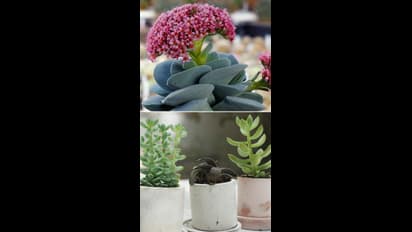  న్యూ ఇయర్ గిఫ్ట్ ఇవ్వాలా..? ఇవి ట్రై చేయండి..!