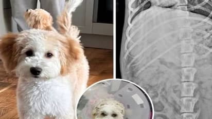 നായ ഭക്ഷണം കഴിക്കുന്നില്ല, വയറ്റിലെ കാഴ്ച കണ്ട് ഡോക്ടർമാരടക്കം ഞെട്ടി, ഒടുവിൽ ശസ്ത്രക്രിയ