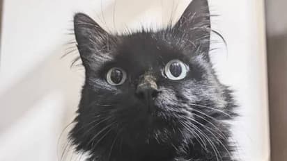 കാണാതായ പൂച്ചയെ എട്ടുമാസങ്ങൾക്ക് ശേഷം കണ്ടെത്തി, 96 കിലോമീറ്ററകലെ മറ്റൊരു നഗരത്തിൽ...