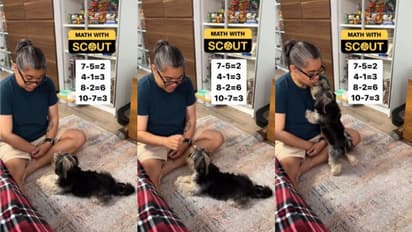 കൂട്ടാനും അറിയാം കുറയ്ക്കാനും അറിയാം; കണക്കില്‍ പുപ്പുലിയാണ് ഈ നായക്കുട്ടി