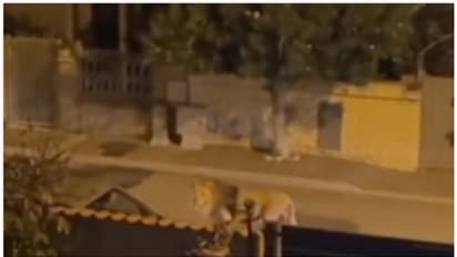 റോഡിലൂടെ രാജകീയമായി നടന്ന് സിംഹം, ഭയന്ന് വീട്ടിലിരുന്ന് ജനം; വൈറല്‍ വീഡിയോ !