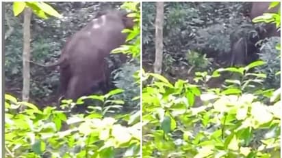 കണ്ണൂരില് കൃഷിയിടത്തിൽ പ്രസവിച്ച് കാട്ടാന; ദൃശ്യങ്ങള് പുറത്ത്