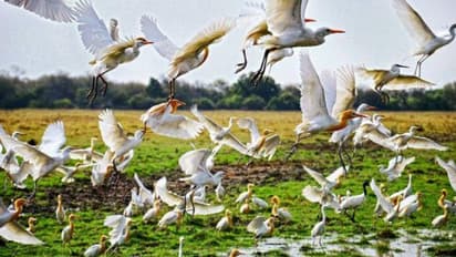 பறவைகளை காக்க ஒரு "சைலென்ட் தீபாவளி".. 22 ஆண்டுகளாக தொடரும் ஆச்சர்யம் - தமிழகத்தின் 7 அதிசய கிராமங்கள்!