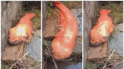 സ്വര്‍ണ്ണവര്‍ണ്ണം, കണ്ടാല്‍ മുഷുവിനെ പോലെ, പക്ഷേ മുന്‍കാലുകളില്‍ ഇഴഞ്ഞ് നടപ്പ്; കാണാം ഒരു സലാമാണ്ടര്‍ വീഡിയോ !