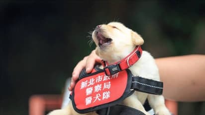 ಪೊಲೀಸ್ ಇಲಾಖೆ ಸೇರಿದ ಮುದ್ದು ಮುದ್ದಾದ ಅತೀ ಕಿರಿಯ ಉದ್ಯೋಗಿಗಳ ಫೋಟೋ ಶೂಟ್‌.!