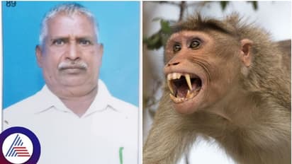 ಮಂಗನ ದಾಳಿಗೆ ಬಲಿಯಾದ ವ್ಯಕ್ತಿ: ಕೈ ರಕ್ತನಾಳವನ್ನೇ ಕಚ್ಚಿತಾ ಕೋತಿ!