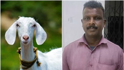 ആട് കയറി പൈനാപ്പിൾ ചെടി നശിപ്പിച്ചതിനുണ്ടായ പുകിലേ...; റൂറൽ എസ്പിക്ക് വരെ പരാതി, ഒടുവിൽ അറസ്റ്റ്