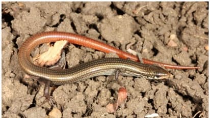 ഭൂമുഖത്ത് നിന്ന് അപ്രത്യക്ഷമായെന്ന് കരുതിയ പല്ലി വര്ഗ്ഗത്തെ 42 വര്ഷത്തിന് ശേഷം കണ്ടെത്തി